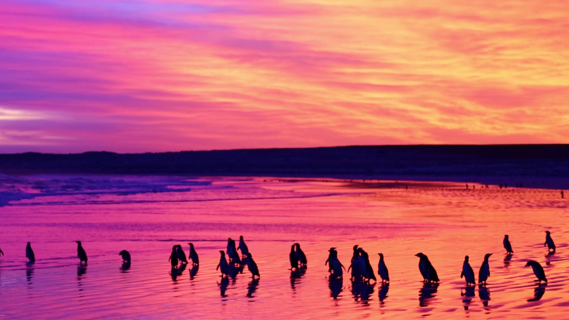 Load video: Footage from the Falkland Islands showcasing four species of penguins that you will be photographing during this tour